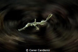 Little pipefish by Caner Candemir 